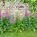Foxgloves by frequentframes