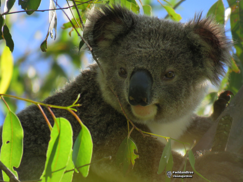 Summer in Winter by koalagardens