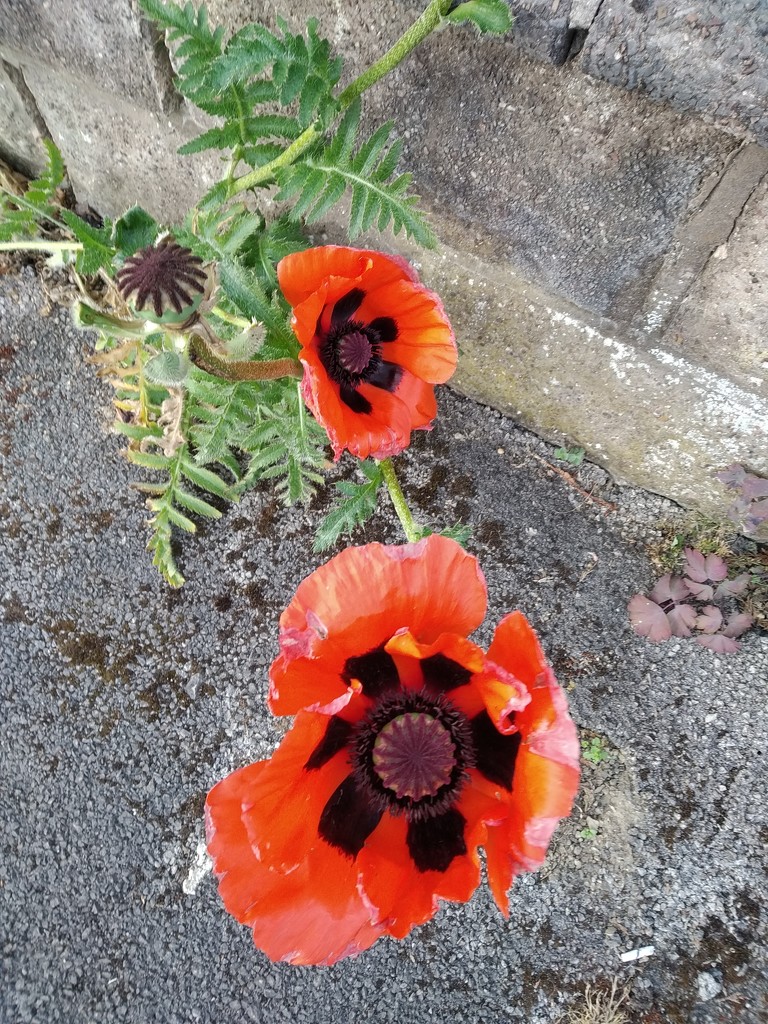 Poppies on the pavement  by brennieb