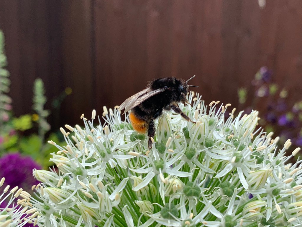 Bee on an allium by 365projectmaxine
