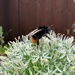 Bee on an allium by 365projectmaxine