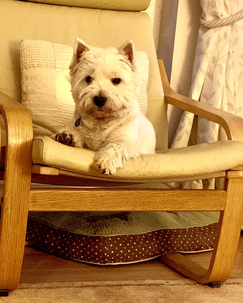 George on the chair by pamknowler