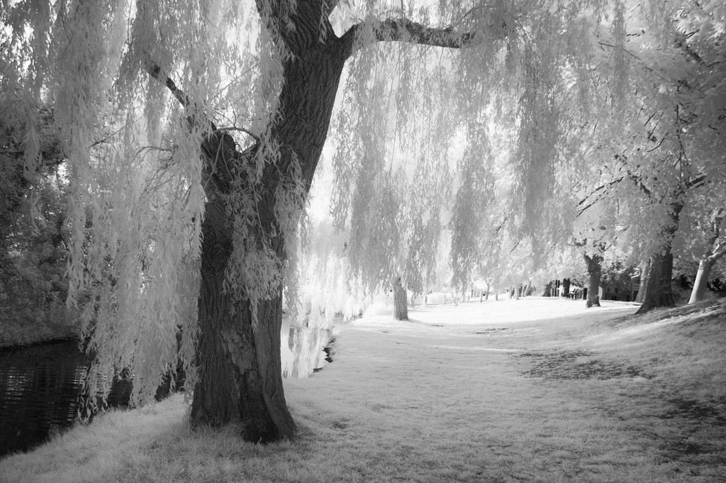 Under the Weeping Willow by fbailey