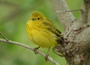 1st Jun 2019 - Yellow Warbler