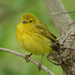 Yellow Warbler by annepann
