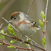 Bay-breasted Warbler by annepann