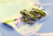 2nd Jun 2019 - frogs
