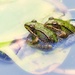 frogs by lastrami_