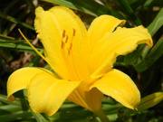 3rd Jun 2019 - Day Lily