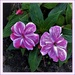 New Guinea Impatiens Flower ~      by happysnaps