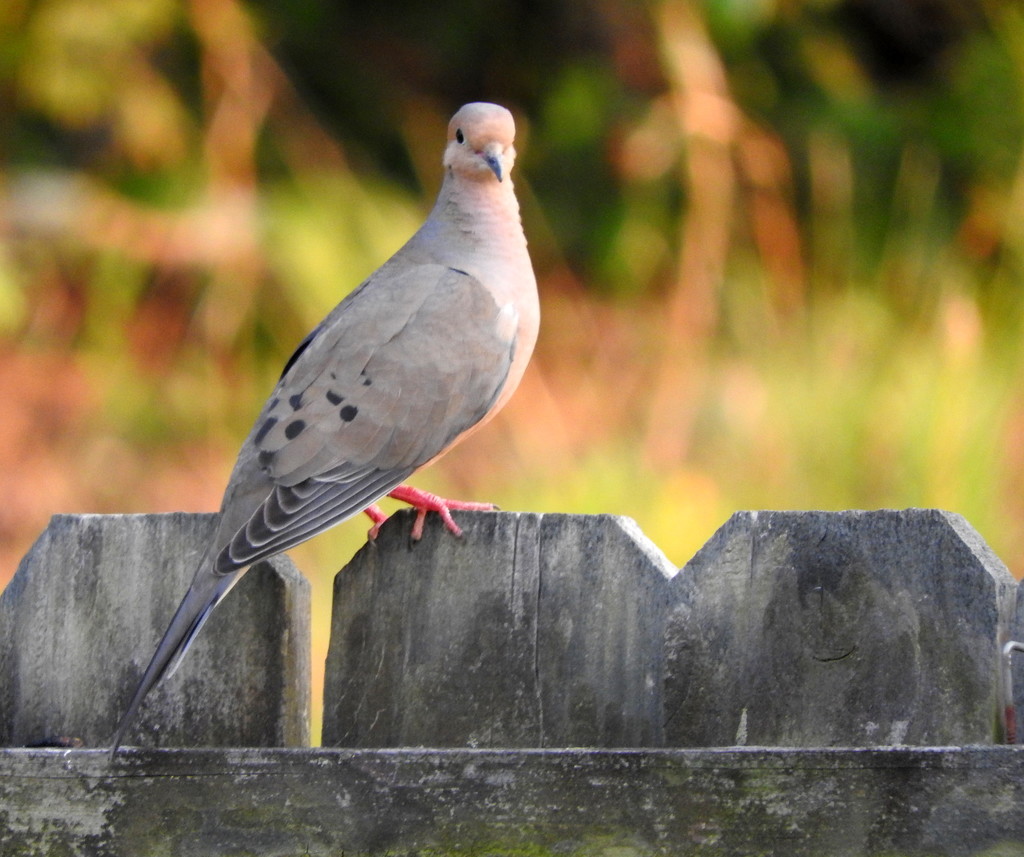 Wild Dove by homeschoolmom