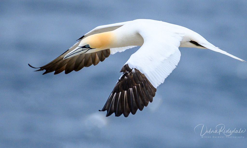 Another Gannet from our vacation by dridsdale
