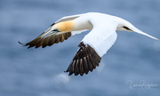 2nd Jun 2019 - Another Gannet from our vacation
