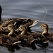 Happy Family  by digitalrn
