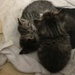 Kittens by tatra