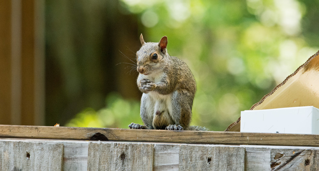 MR. Squirrel on the Trash Bin, Twiddling His Thumbs! by rickster549