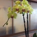 Yellow orchid by kchuk