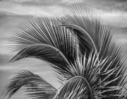 28th May 2019 - TCI - Palm Fronds