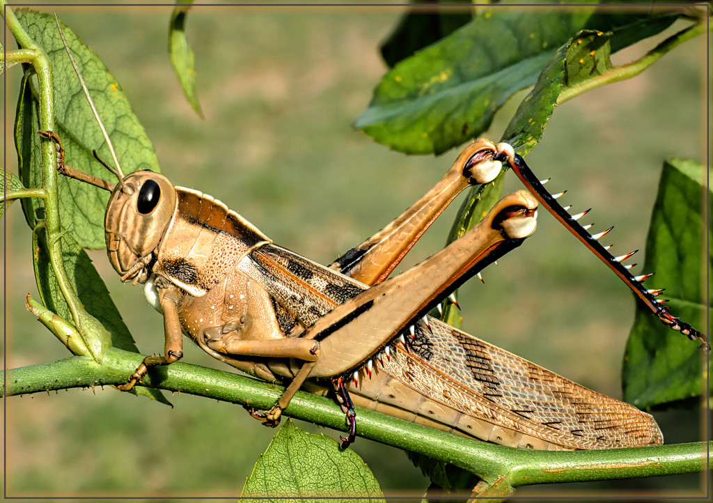 A Locust hiding in my roses. by ludwigsdiana
