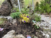 3rd Jun 2019 - Our Garden is coming Alive