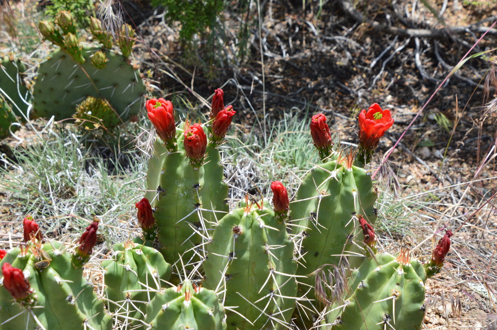 Cactus In Bloom. by bigdad