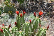 4th Jun 2019 - Cactus In Bloom.