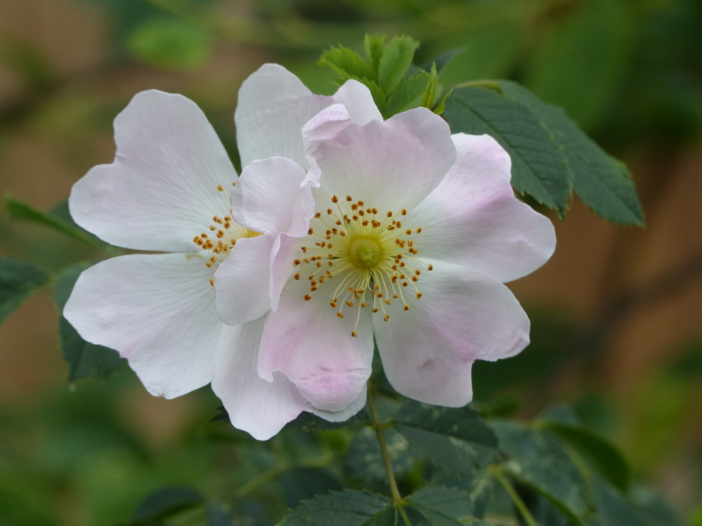 Wild Roses in our Garden by foxes37