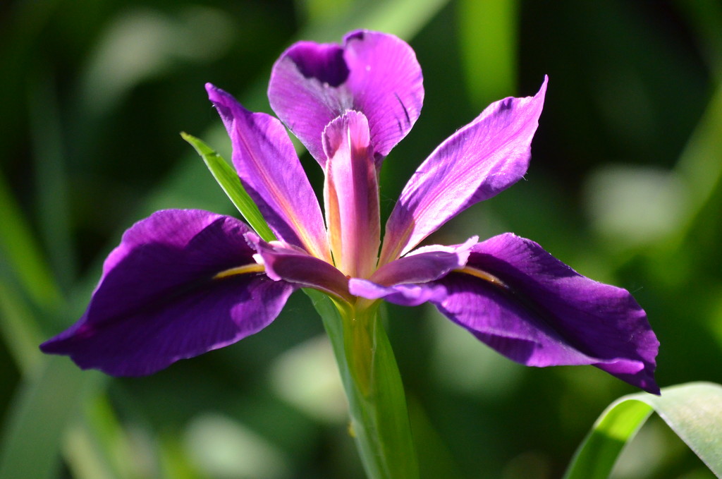Purple iris by kdrinkie