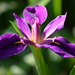 Purple iris by kdrinkie