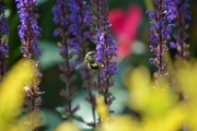 1st Jun 2019 - Busy bee