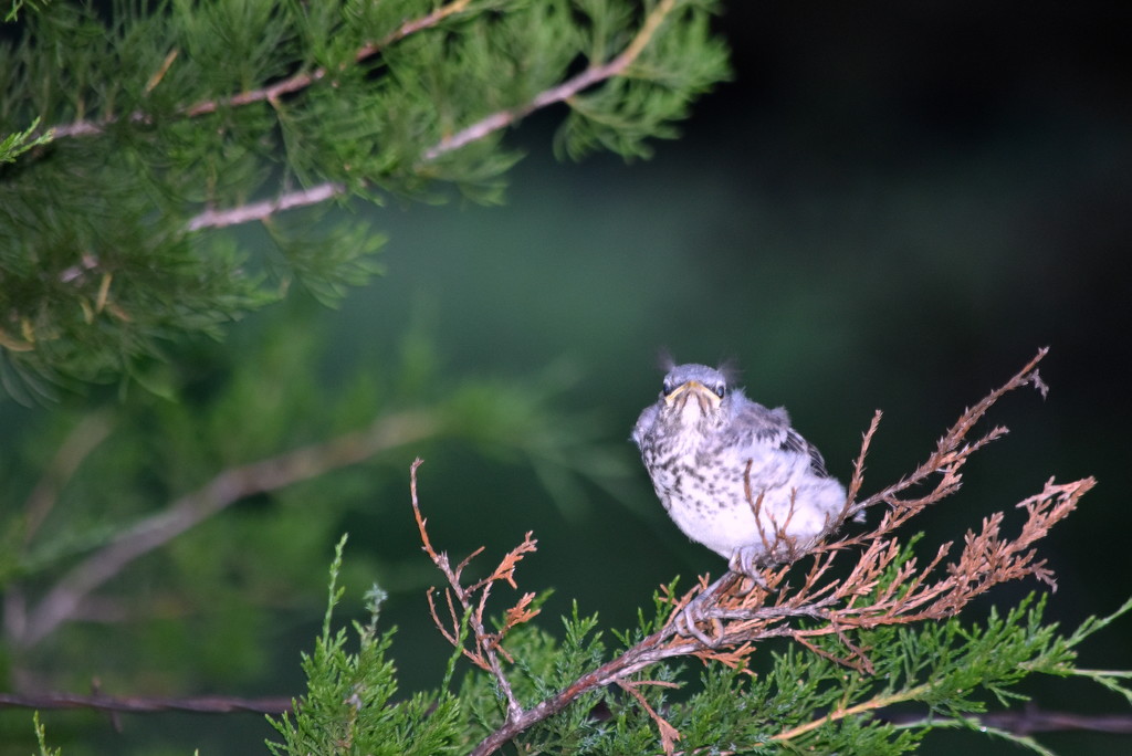 Mockingbird in the Cedar Tree by genealogygenie