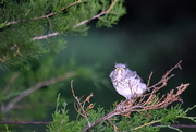 3rd Jun 2019 - Mockingbird in the Cedar Tree