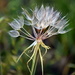 Seed Bouquet by genealogygenie