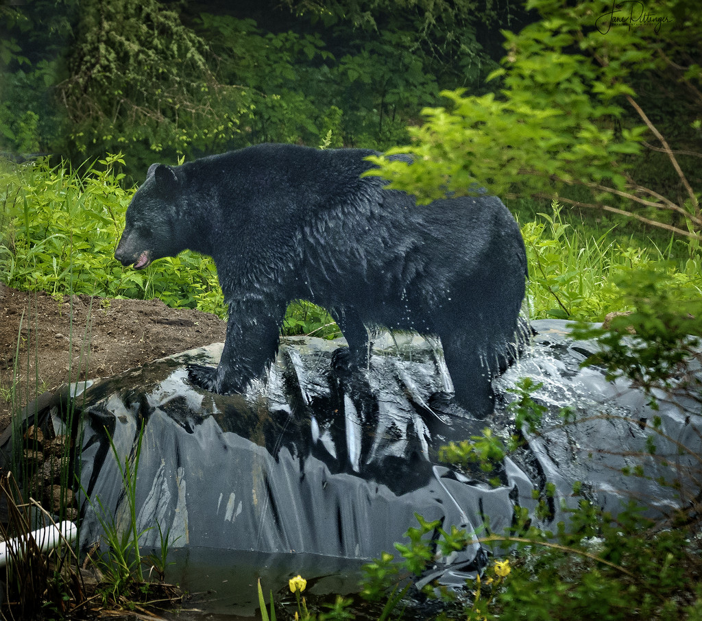 Black Bear After a Swim by jgpittenger
