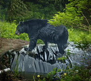4th Jun 2019 - Black Bear After a Swim