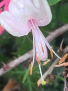 4th Jun 2019 - Honeysuckle Flower 