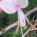 Honeysuckle Flower  by cataylor41
