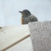 Baby Robin screaming  by bruni