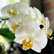 3rd Jun 2019 - Ann's Orchids