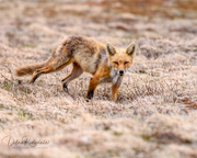 3rd Jun 2019 - Fox hunting for food for kits
