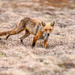 Fox hunting for food for kits by dridsdale