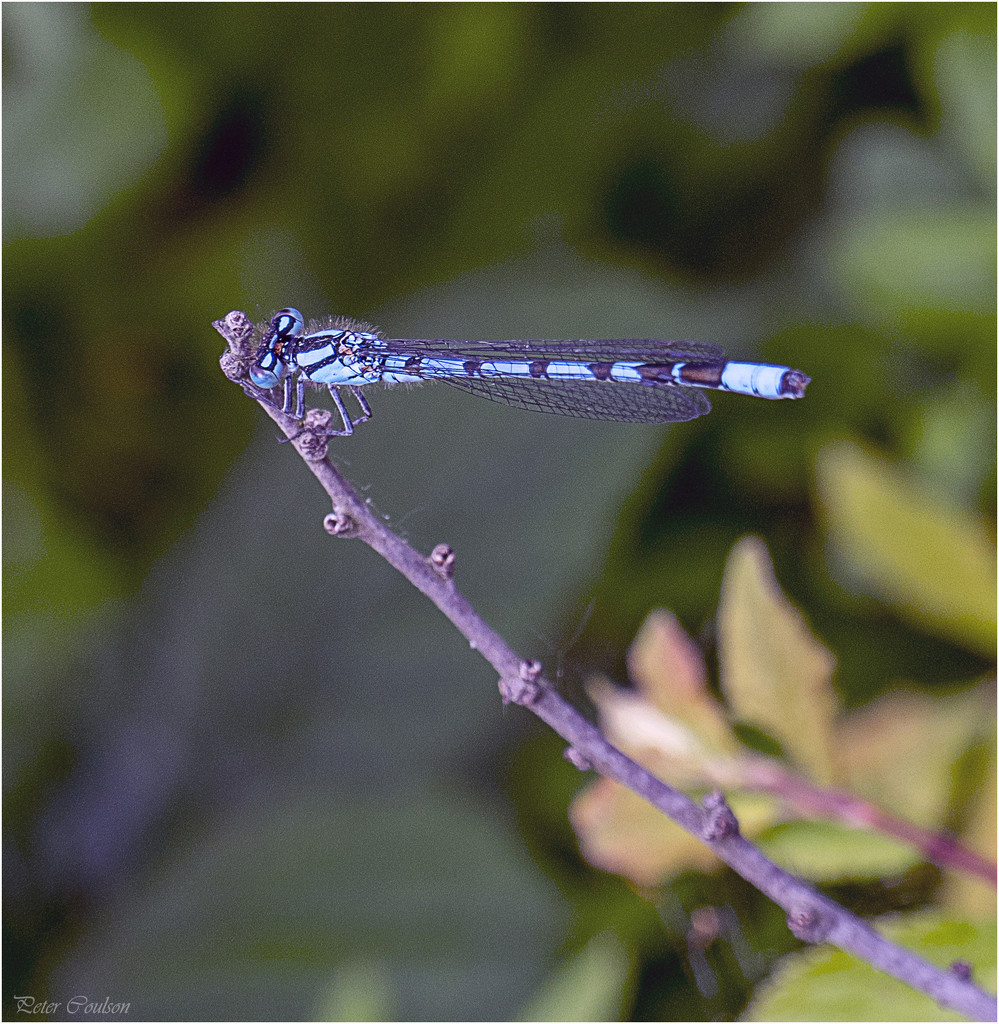 Northern Bluet Damselfly by pcoulson
