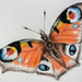 Butterfly by harveyzone