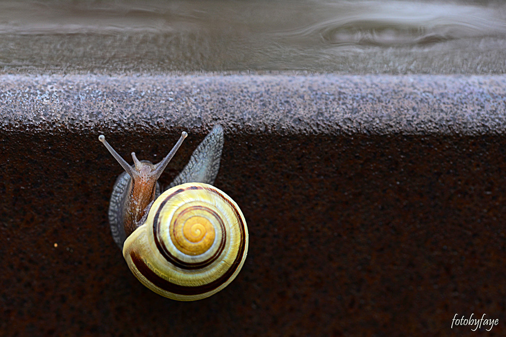 Snail on rail! by fayefaye