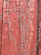 4th Jun 2019 - New growth on the old barn