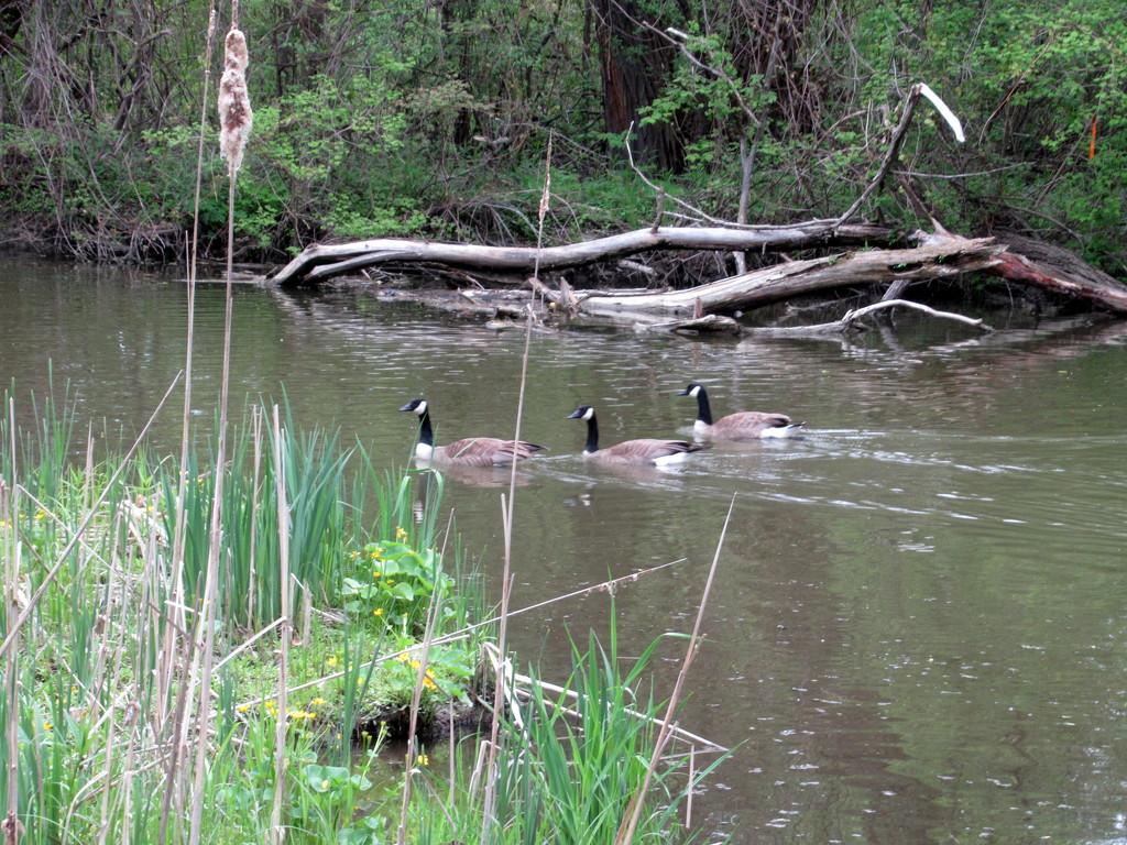 Three geese in a row by bruni