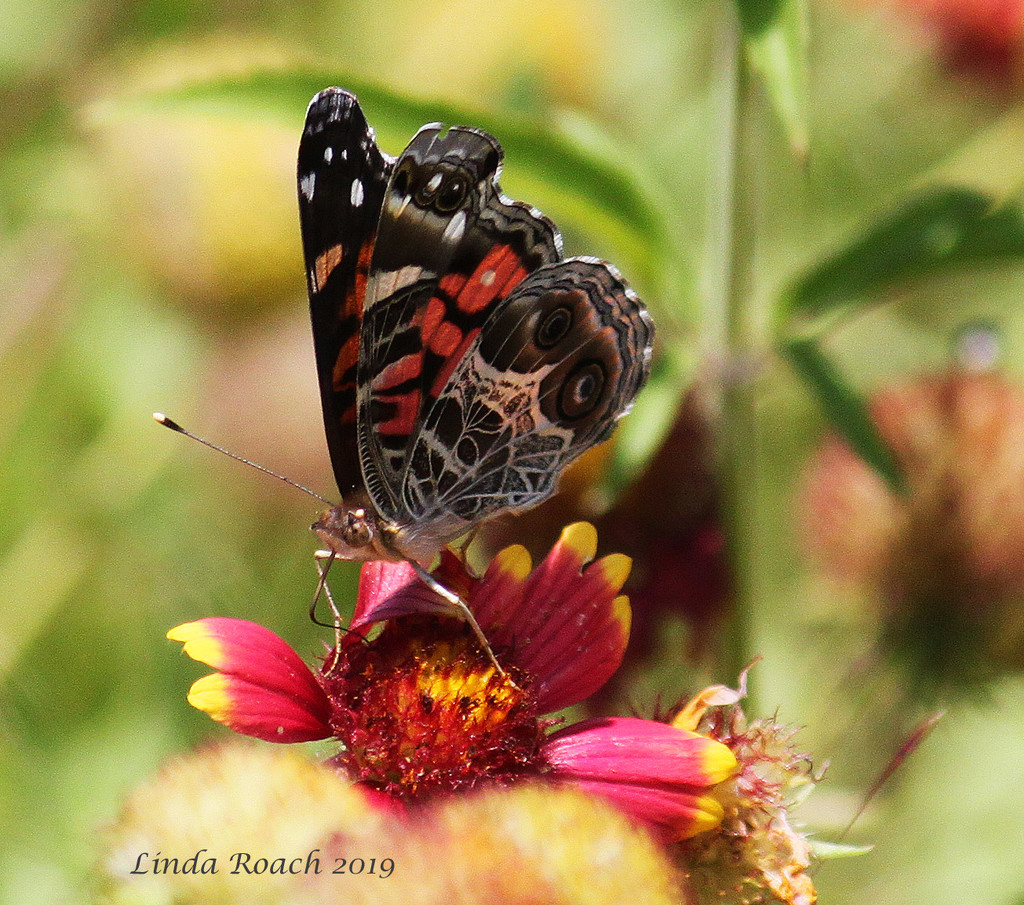 Butterfly on Indian Blanket by grannysue