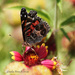 Butterfly on Indian Blanket by grannysue