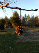 17th Mar 2019 - American sweet gum: the infamous ‘sticker ball’