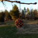 American sweet gum: the infamous ‘sticker ball’ by rhoing